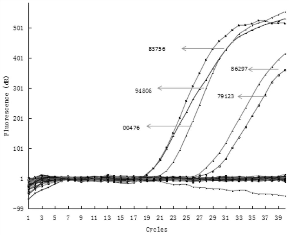 Method, fluorescent PCR primers and probe for detecting burkholderia gladioli and bongkrekic acid toxin-producing strain