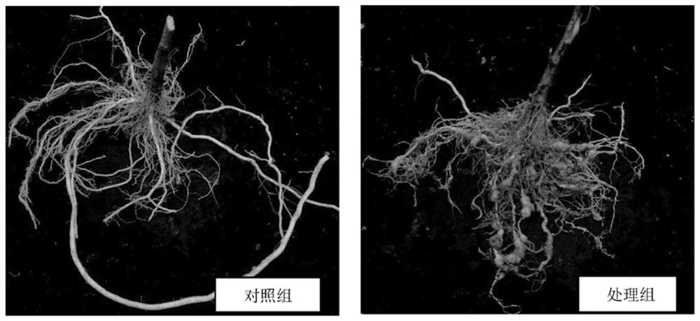 Purpureocillium lilacinum capable of preventing and treating Meloidogyne and application thereof