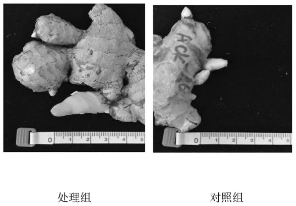 Purpureocillium lilacinum capable of preventing and treating Meloidogyne and application thereof