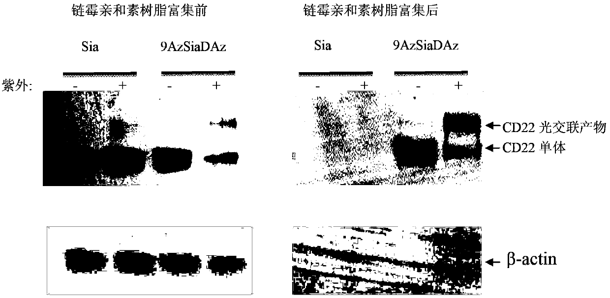 Non-natural difunctional saccharides, and preparing methods and applications thereof