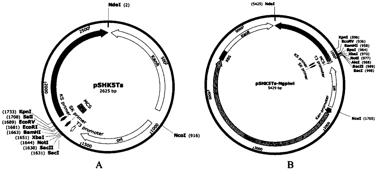 Avian Pasteurella multocida gene knockout strain mediated by Ngpiwi protein and construction method and application thereof