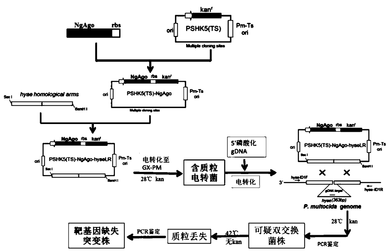 Avian Pasteurella multocida gene knockout strain mediated by Ngpiwi protein and construction method and application thereof