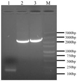 Avian Pasteurella multocida gene knockout strain mediated by Ngpiwi protein and construction method and application thereof