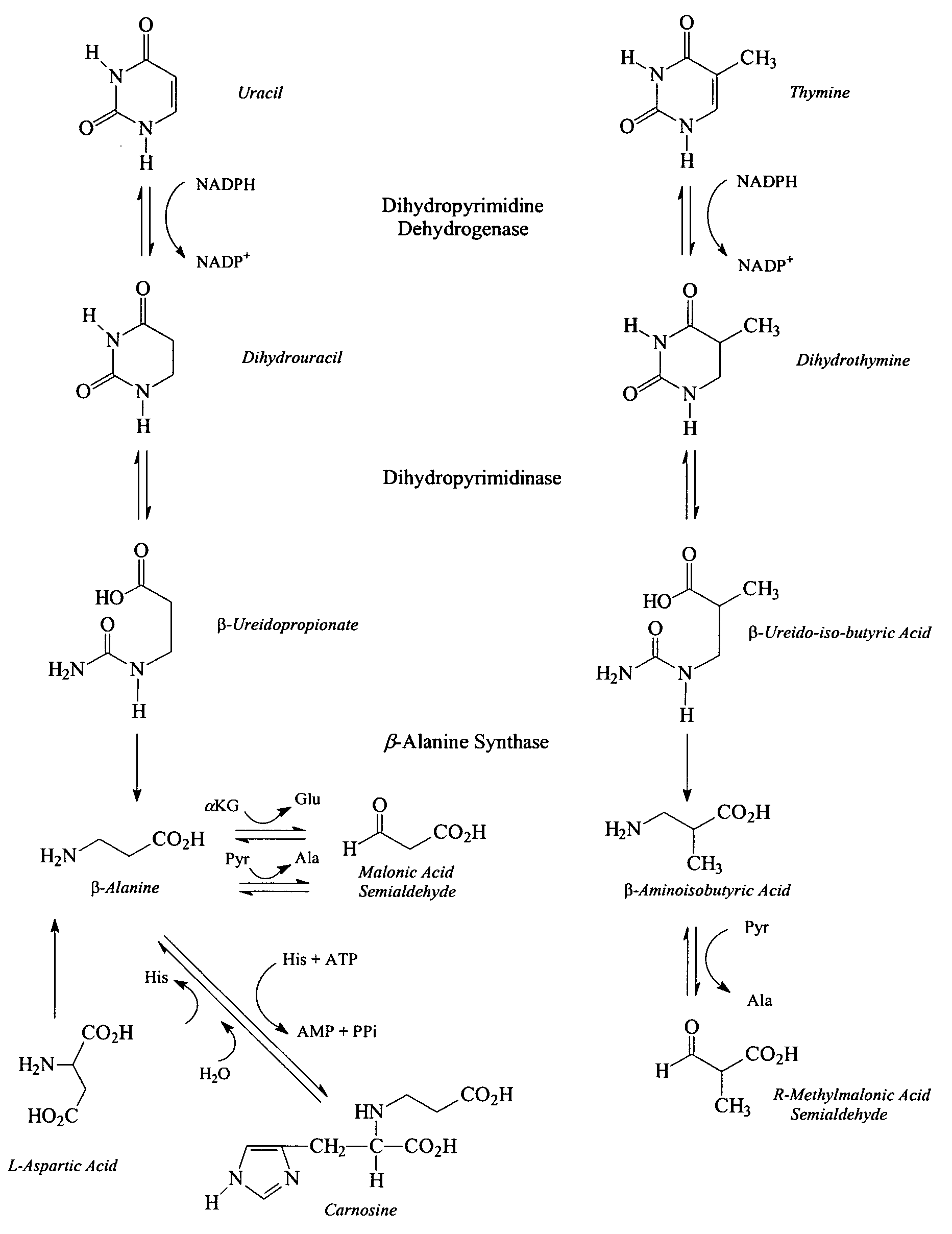 Diagnostic methods for determining susceptibility to convulsive conditions