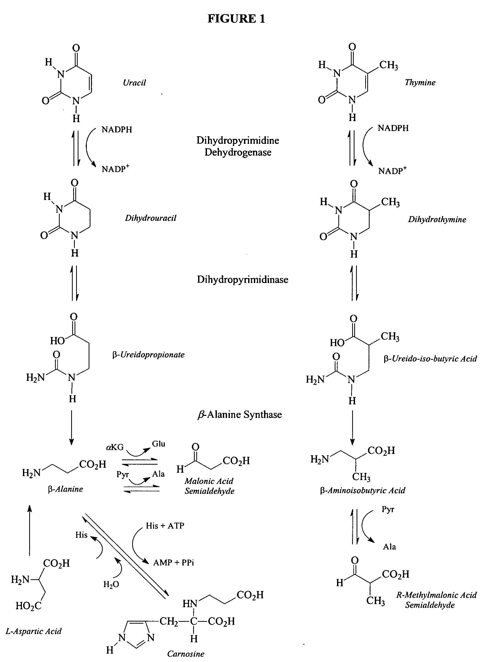 Diagnostic methods for determining susceptibility to convulsive conditions