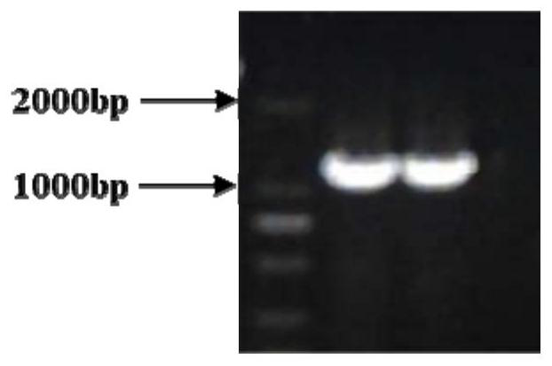 Hyphantria cunea tachykinin receptor gene, dsRNA and application in preventing and treating hyphantria cunea