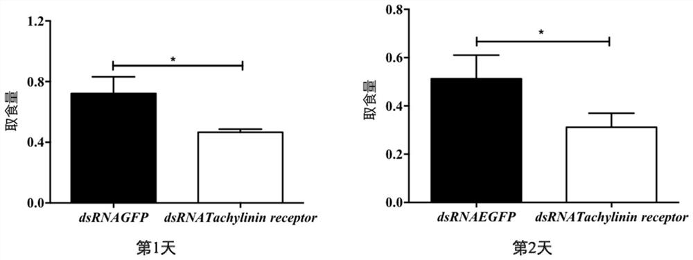 Hyphantria cunea tachykinin receptor gene, dsRNA and application in preventing and treating hyphantria cunea