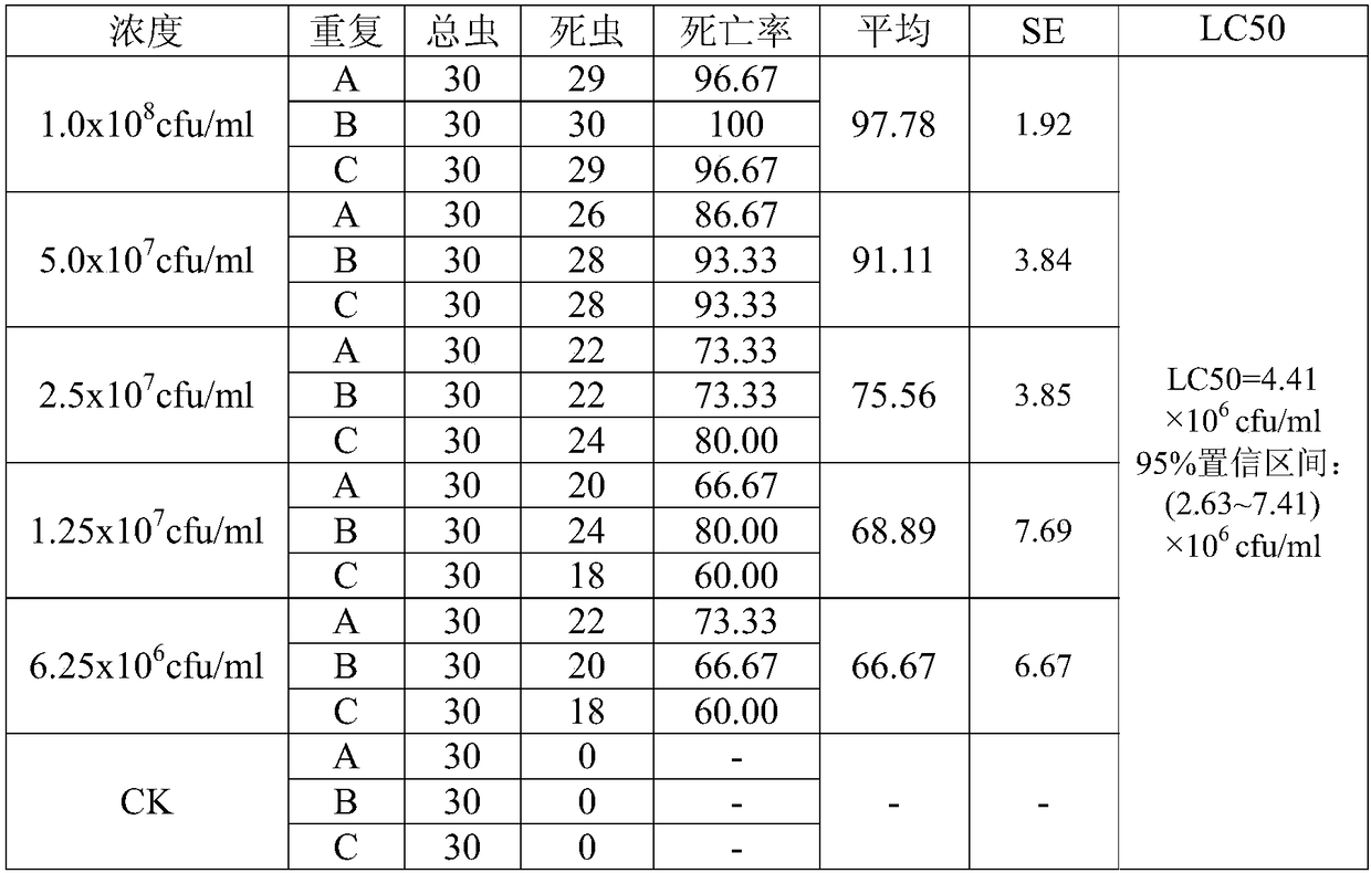 Metarhizium anisopliae and its application to control the palm pest