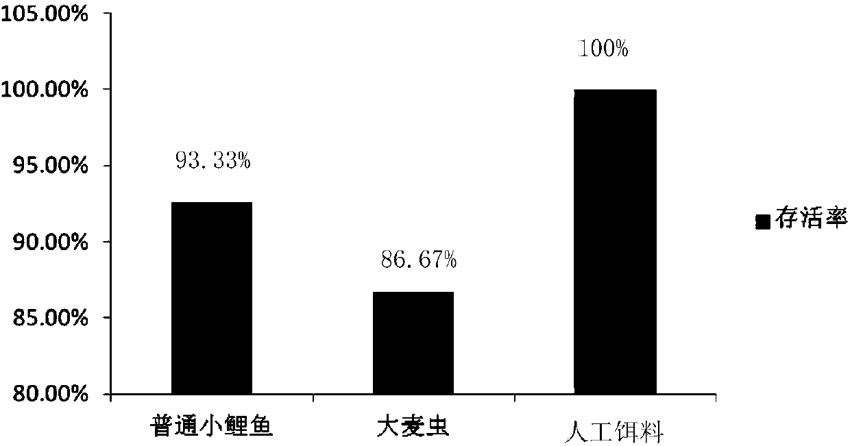 Artificial bait for growing period of dragonfish and preparation method and application of artificial baits