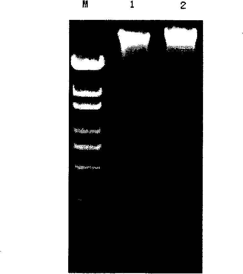 Process for extracting leukasmus rhabdovirus genome DNA of prawn