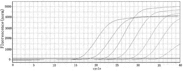 Real-time fluorescent quantitative PCR detection primer used for mycoplasma capricolum subsp.capripneumonia