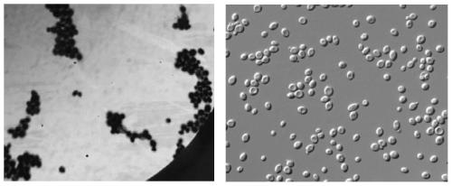 Space mutation saccharomyces cerevisiae ST26-4 and application thereof in brewing beer