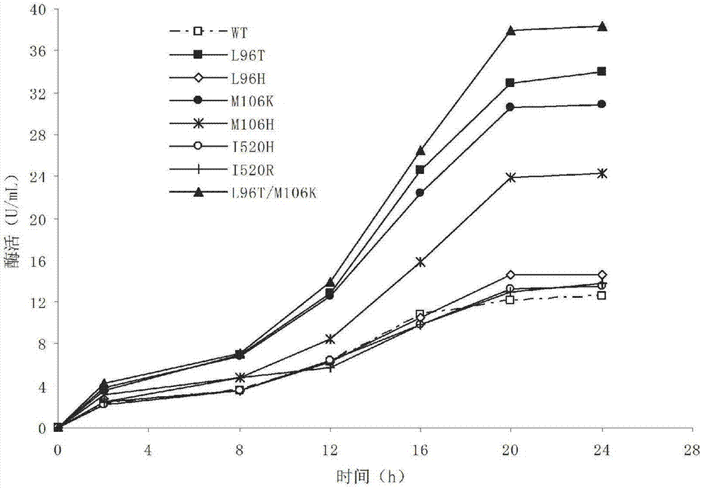 Preparation and application of maltooligosyltrehalose synthase mutant