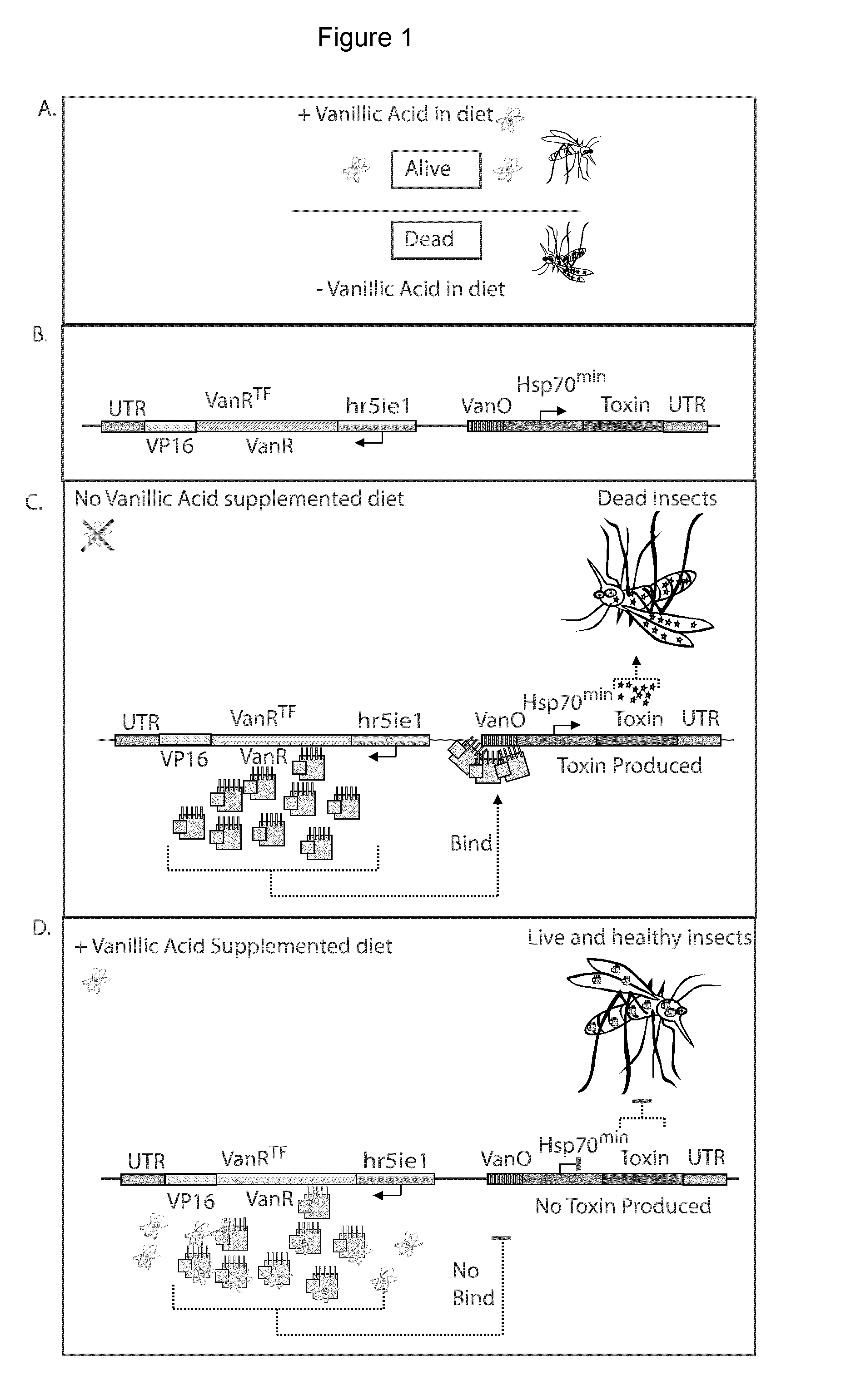 Repressible lethal system for regulating insect populations