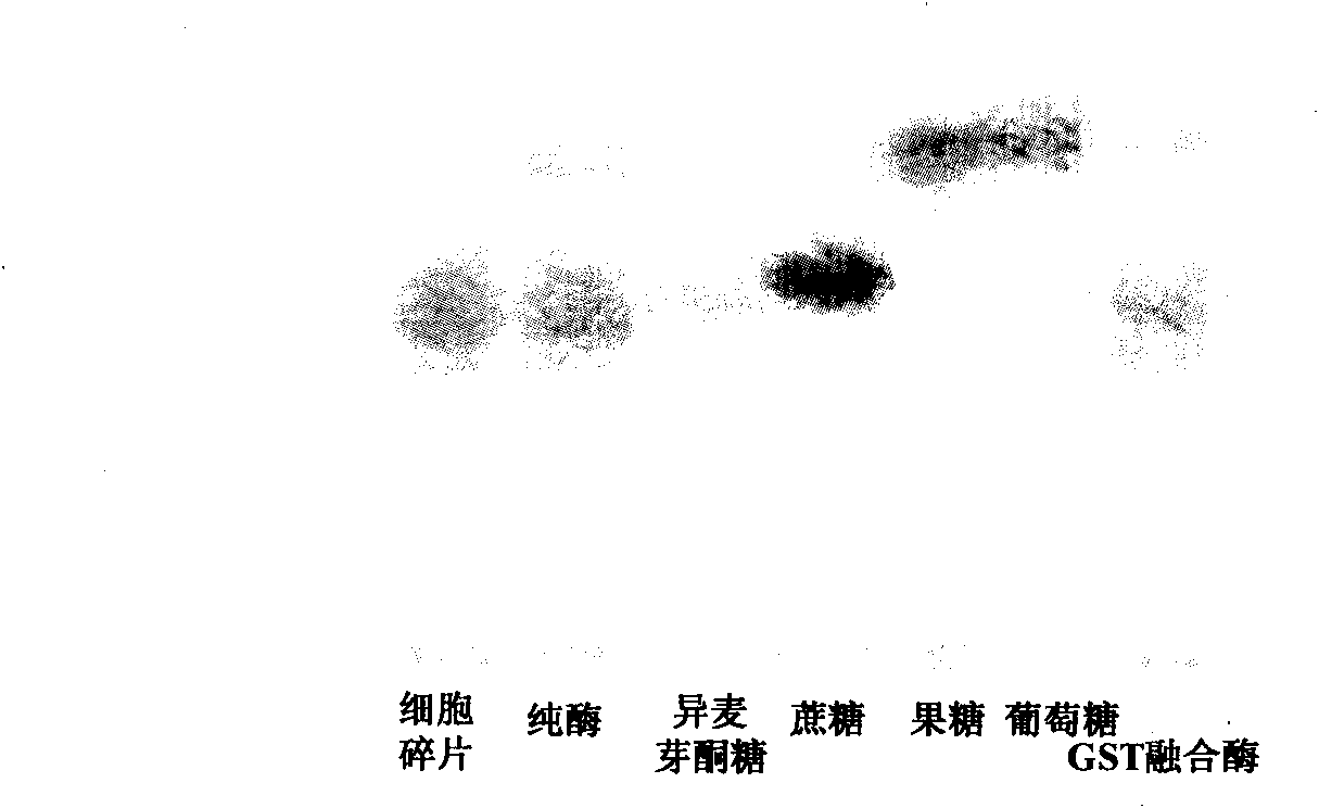 Method for producing isomaltulose without purification step