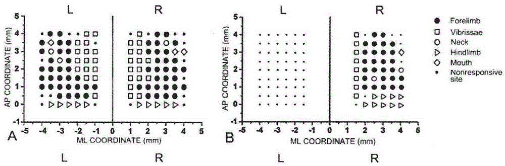 Electrical stimulation method for observing rat craniotomy motor cortex with adjustable waveform and amplitude