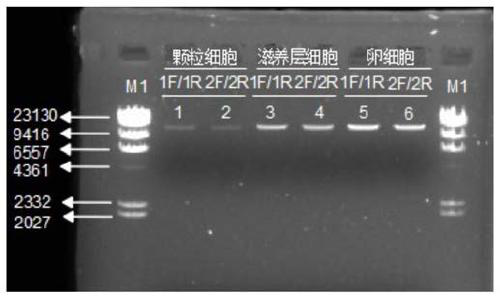 Construction method for human single cell mitochondrial high-throughput sequencing library and kit for library construction