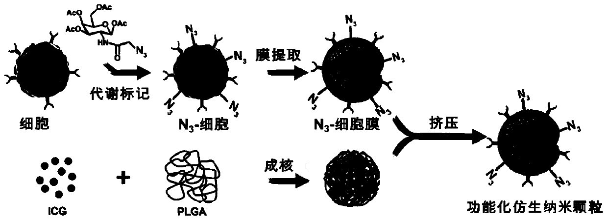 Biologically orthogonal targeted cytomembrane biomimetic nanoparticle and preparation method and application thereof