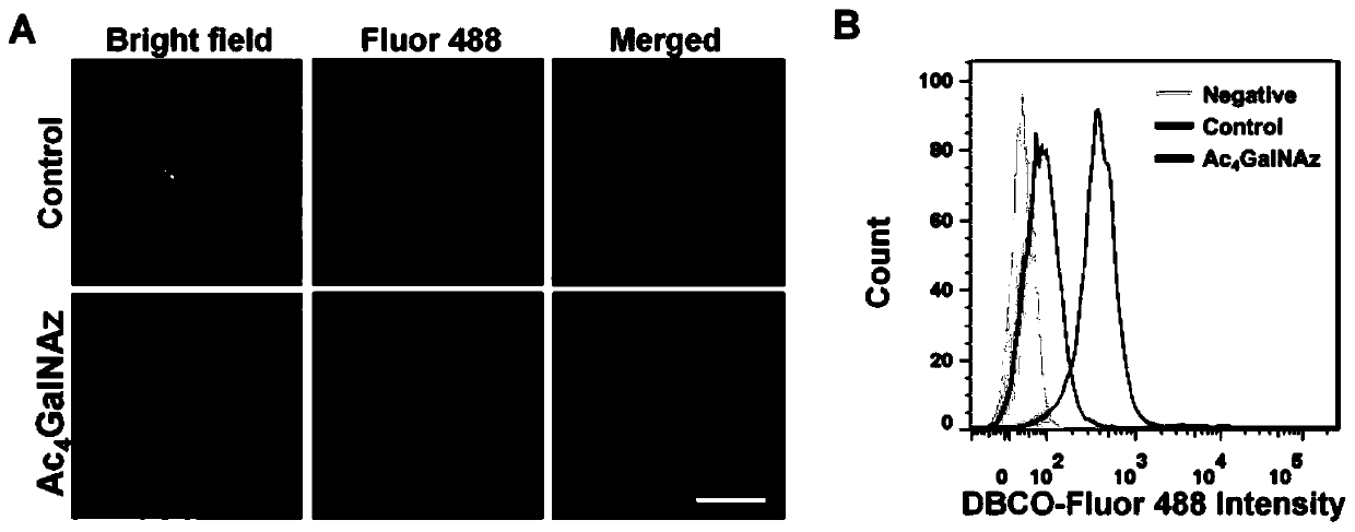 Biologically orthogonal targeted cytomembrane biomimetic nanoparticle and preparation method and application thereof