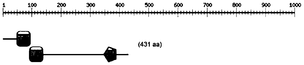 Tamarix hispida COL (Constans-like) transcription factor encoding gene and application thereof