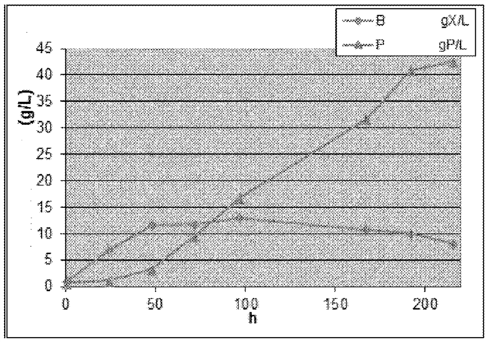 Method for the production of enzymes by a strain belonging to a filamentous fungus