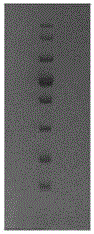 Efficient protein-to-membrane transferring buffer solution and preparation method thereof