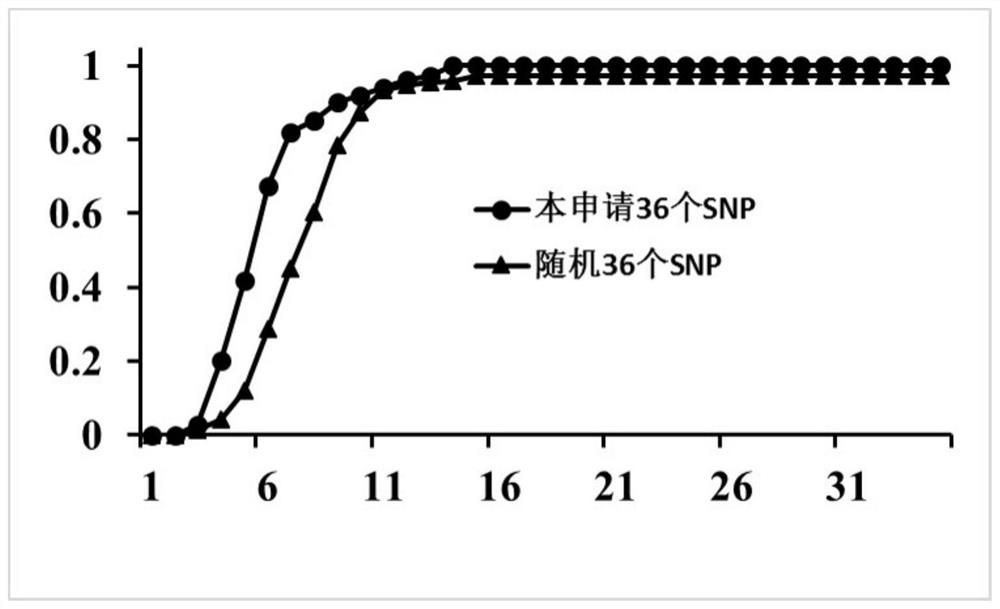 SNP locus primer combination for identifying pinus bungeana germplasm resources and application