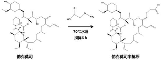 Tacrolimus monoclonal antibody hybridoma cell strain and application thereof