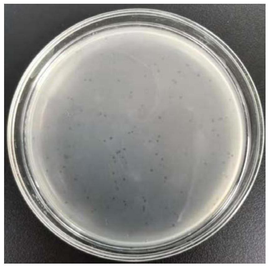 Staphylococcus phage composition and its application in drugs for preventing and treating staphylococcus infection