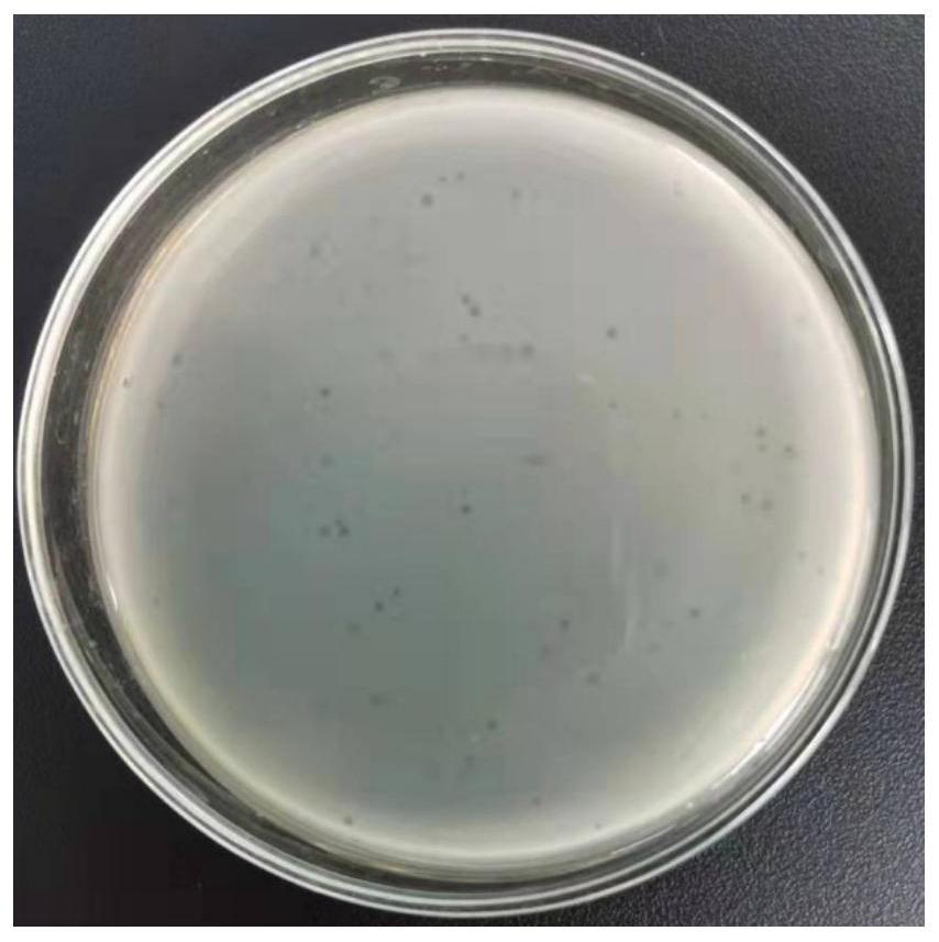 Staphylococcus phage composition and its application in drugs for preventing and treating staphylococcus infection