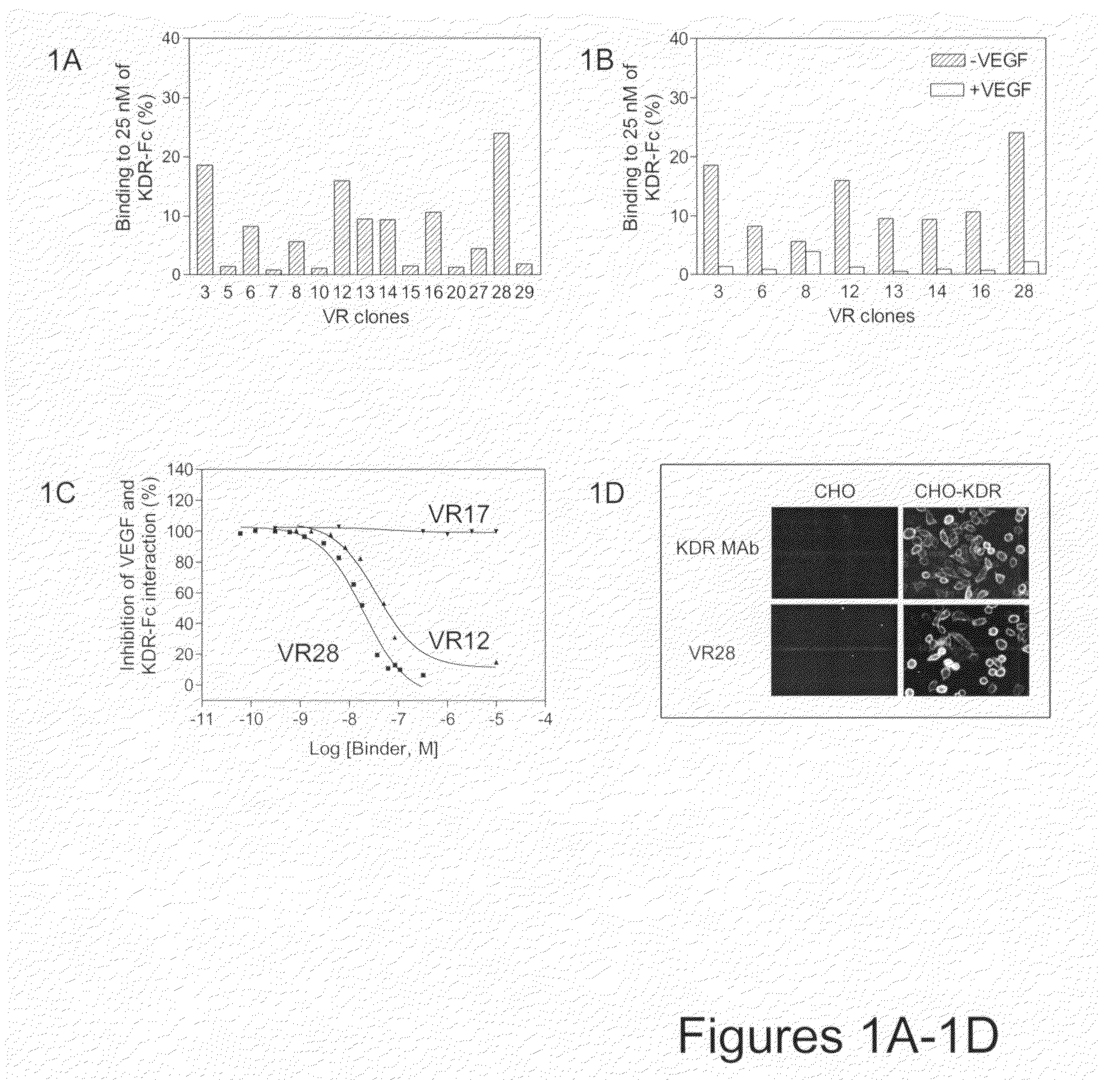 Compositions and methods for intraocular delivery of fibronectin scaffold domain proteins