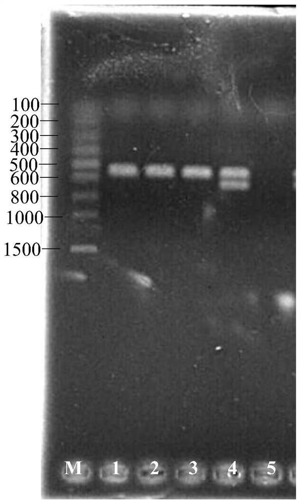 A kind of smut haploid strain um02 and its application