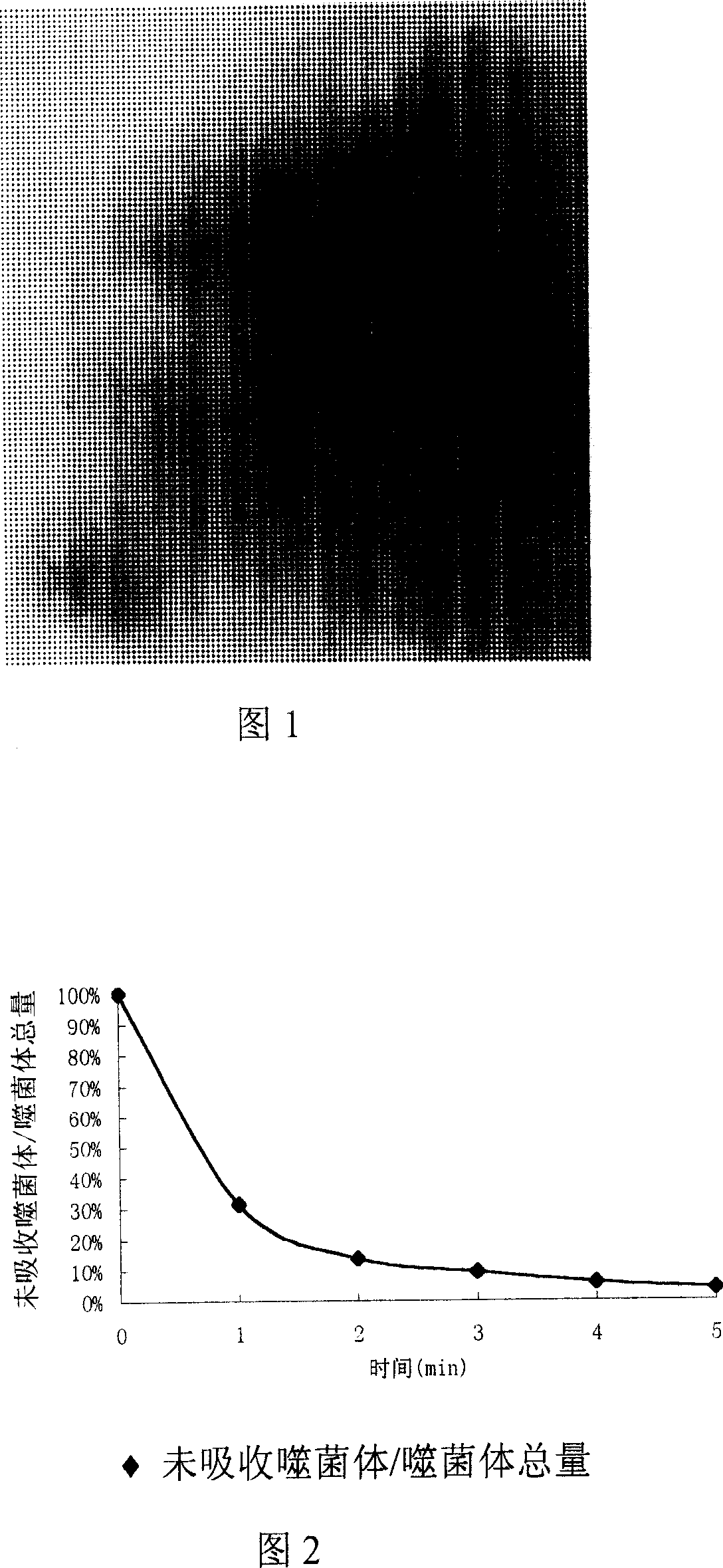 An imine-resistant bacillus pyocyaneus bacteriophage and its use for treating infection therefrom