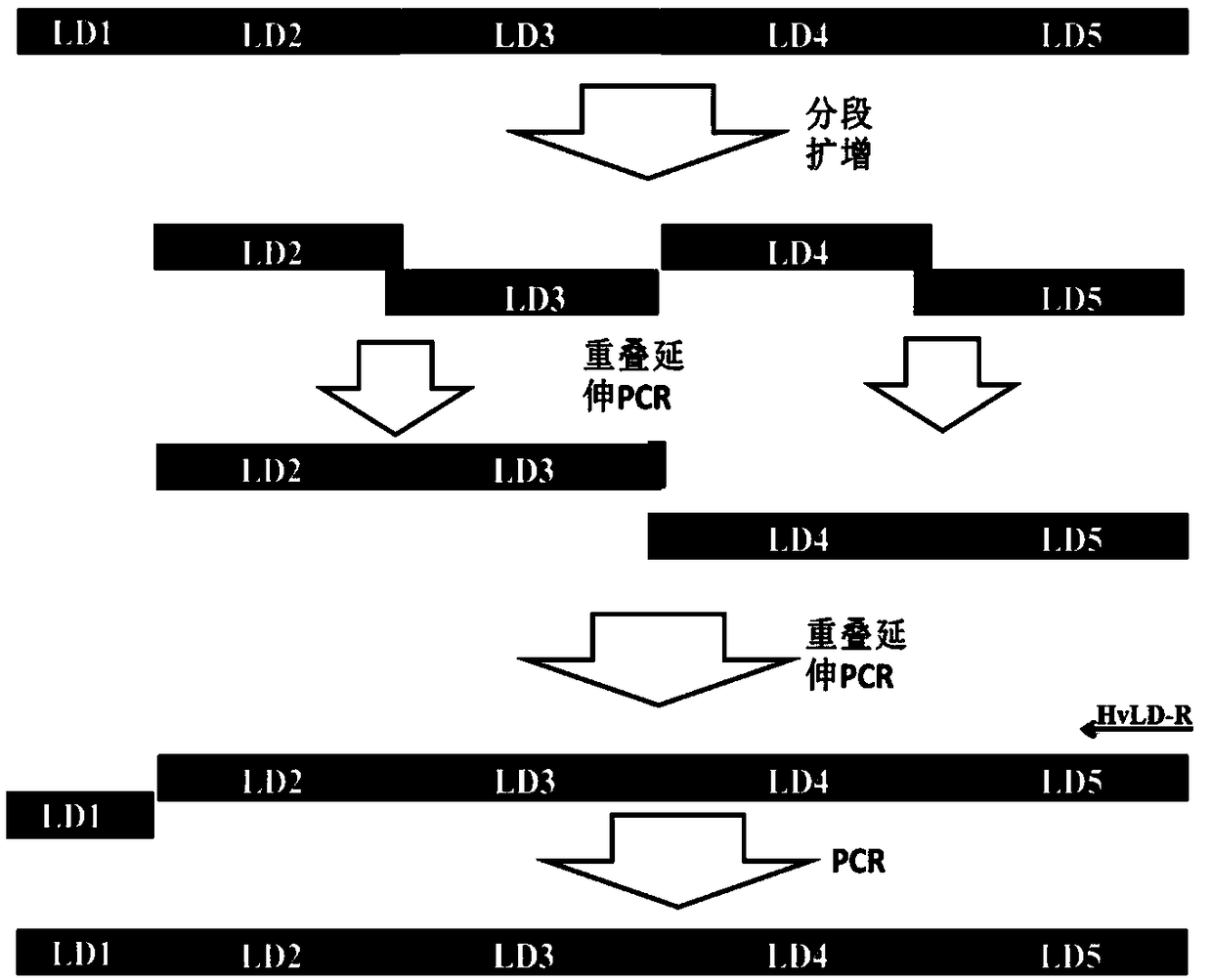 Primer for cloning limit dextrinase gene, kit and cloning method