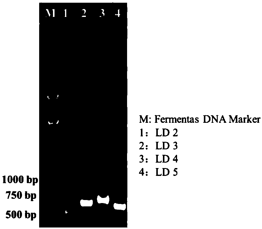 Primer for cloning limit dextrinase gene, kit and cloning method