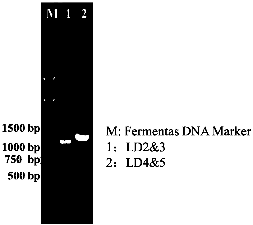 Primer for cloning limit dextrinase gene, kit and cloning method