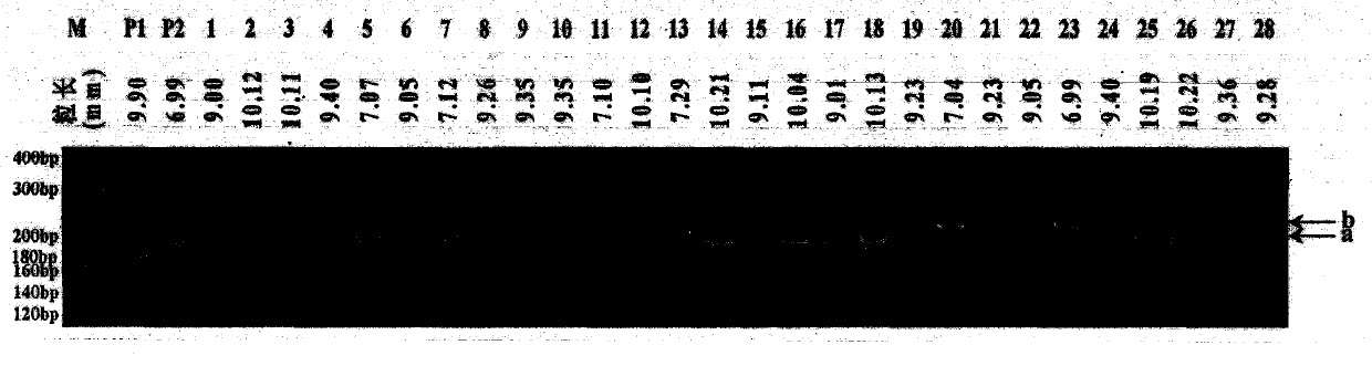 New space-mutated rice grain length gene qGS3a and molecular marker method thereof