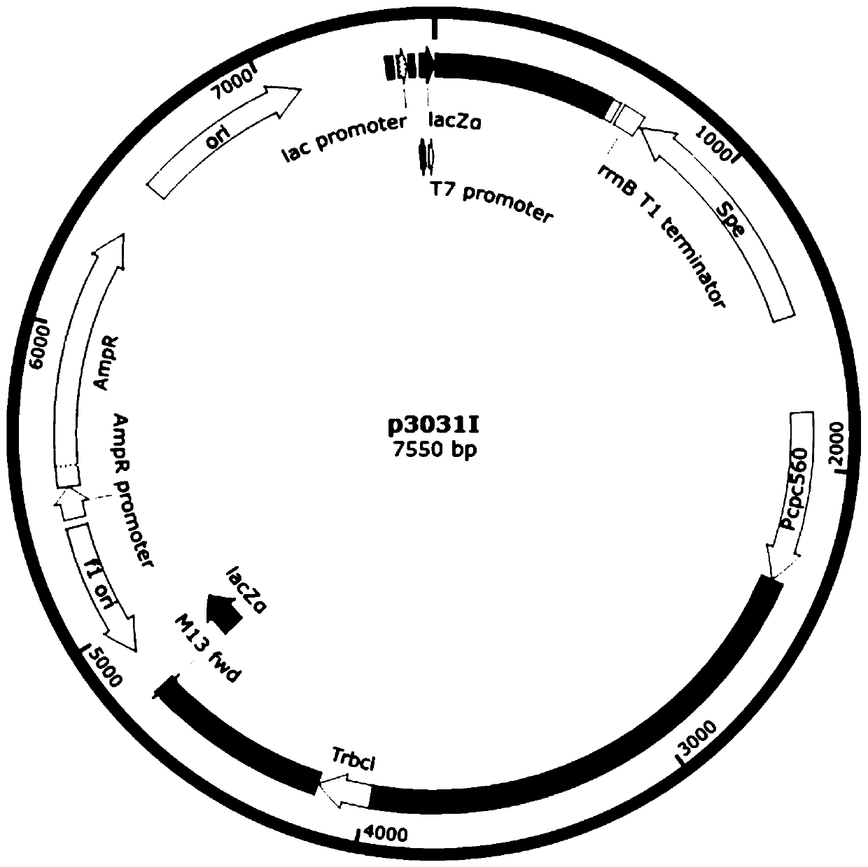 Synechocystis genetically engineered bacterium for biosynthesizing inositol as well as construction method and application thereof