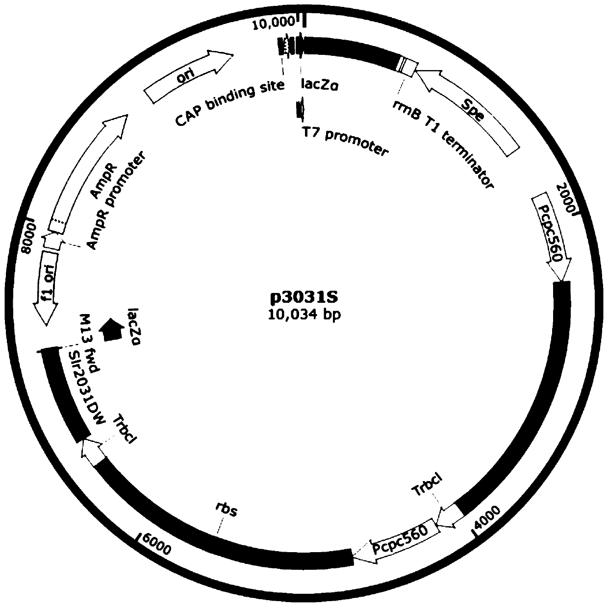 Synechocystis genetically engineered bacterium for biosynthesizing inositol as well as construction method and application thereof