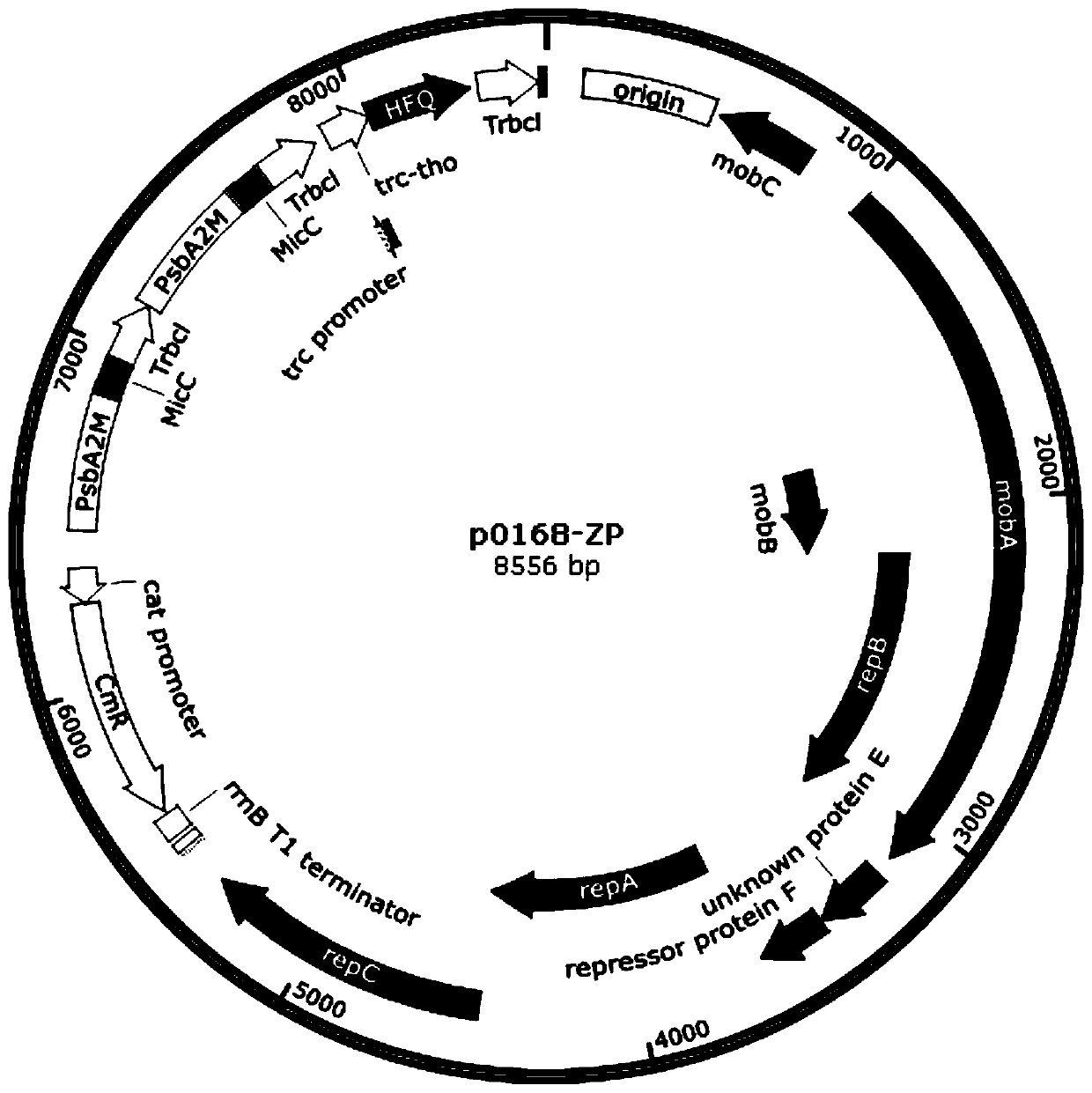 Synechocystis genetically engineered bacterium for biosynthesizing inositol as well as construction method and application thereof