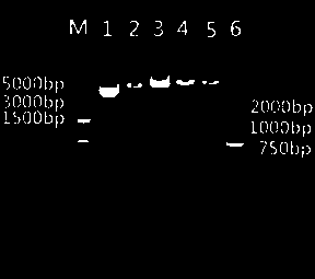 Porcine epidemic diarrhea recombinant baculovirus gene engineering subunit vaccine, preparation method and application thereof