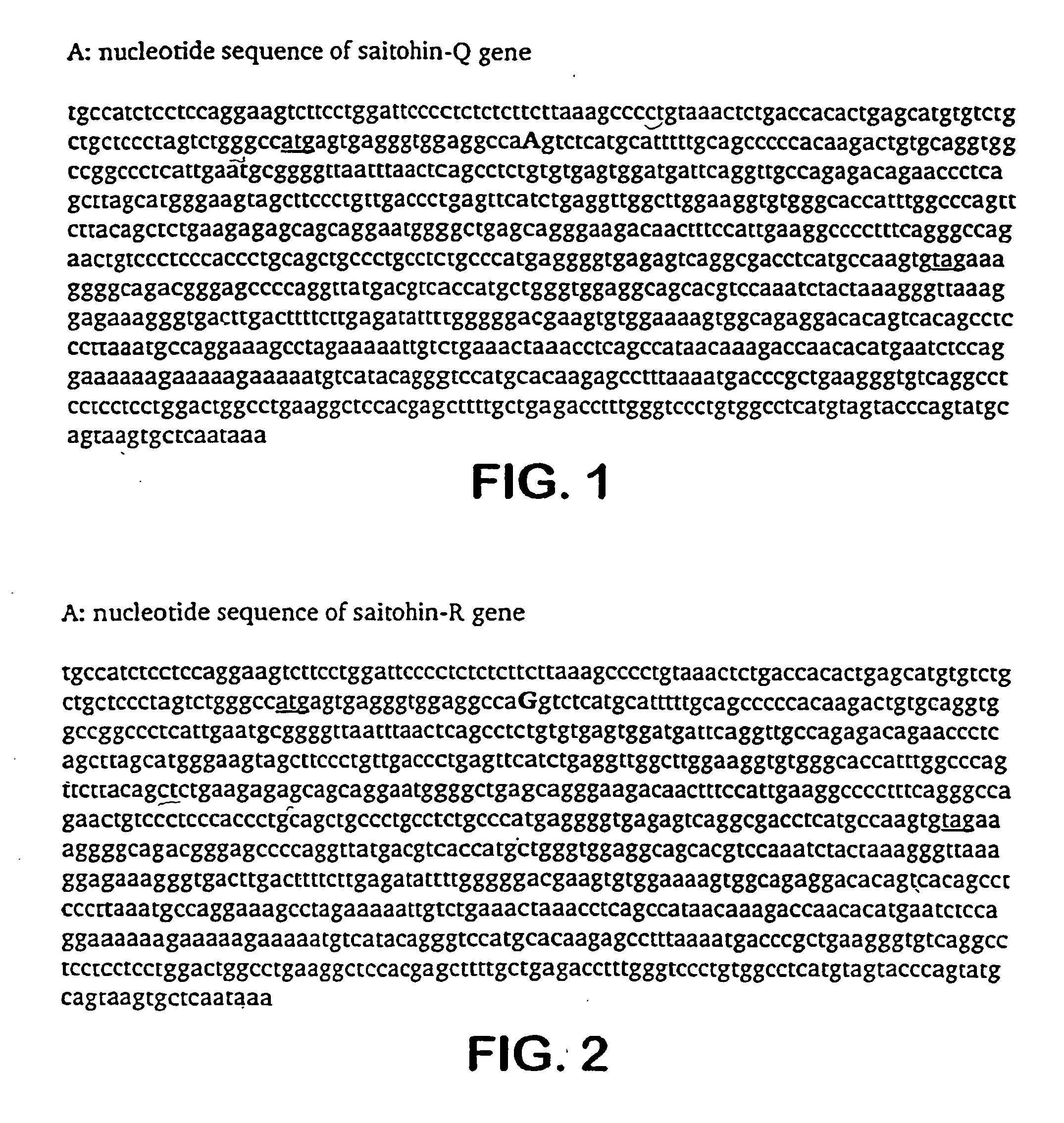 Novel saitohin gene and uses of same