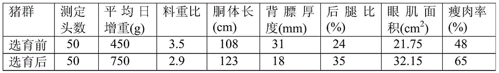 A kind of breed conservation and breeding method of new Zaozhuang black cover pig