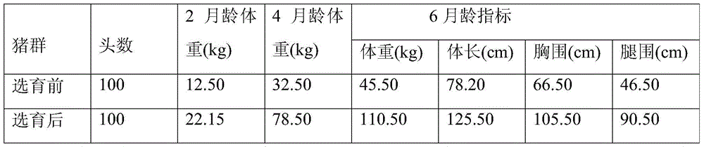 A kind of breed conservation and breeding method of new Zaozhuang black cover pig