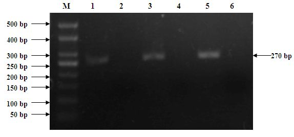 Molecule marking method for identifying cytoplasm fertility of cayenne pepper in seedling stage