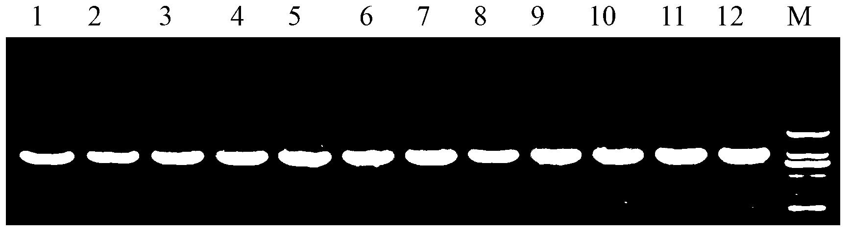 EV71virus-like particles as well as preparation method and application thereof