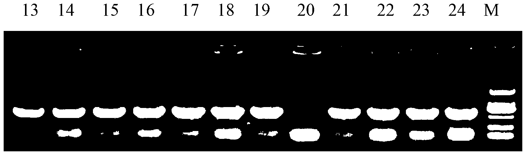 EV71virus-like particles as well as preparation method and application thereof