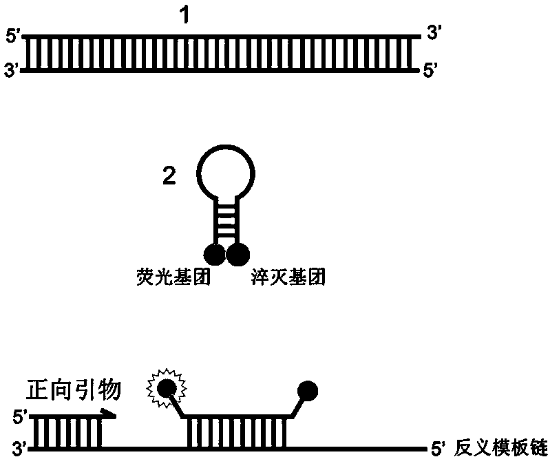 Probe, kit and method for detecting R47H mutation of TREM2 gene