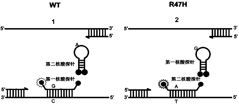 Probe, kit and method for detecting R47H mutation of TREM2 gene