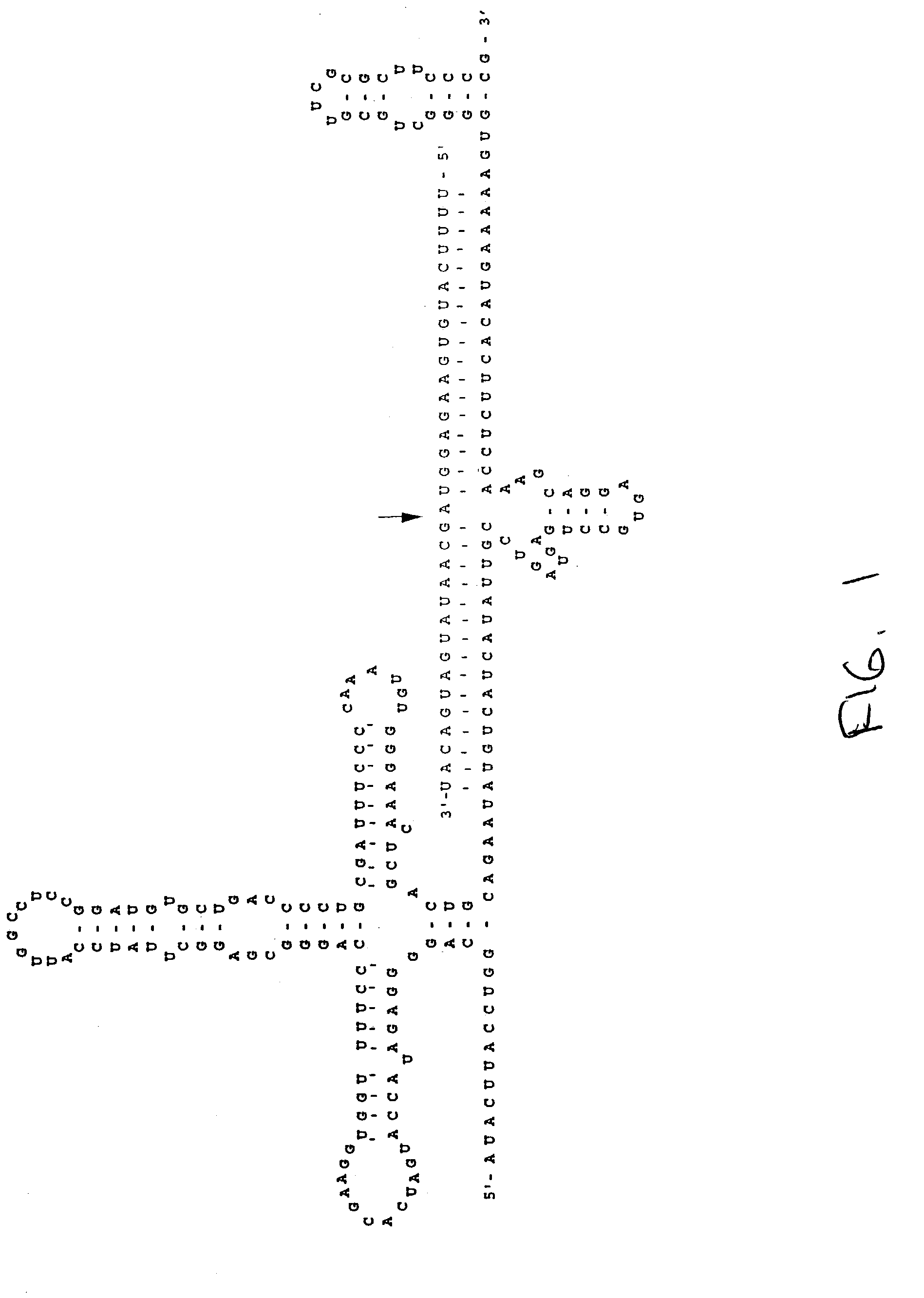 Neutral sphingomyelinase antisense ribozyme and uses thereof